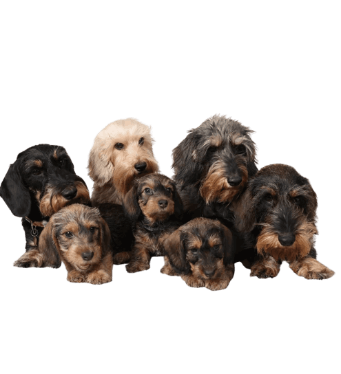 Dachshund pelo duro negro fuego