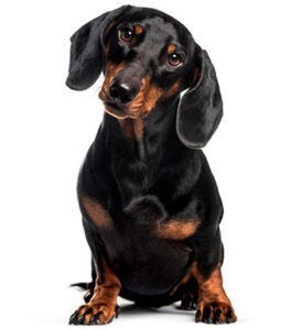 Dachshund Estándar